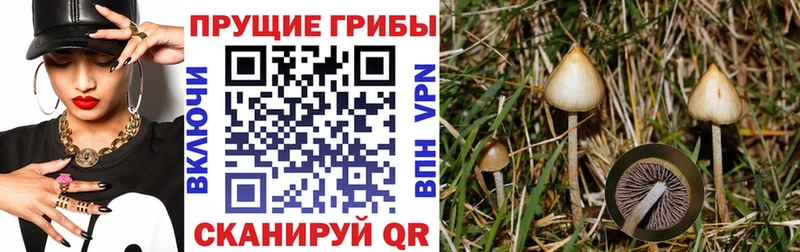 Псилоцибиновые грибы мухоморы  закладки  кракен как войти  Саяногорск 
