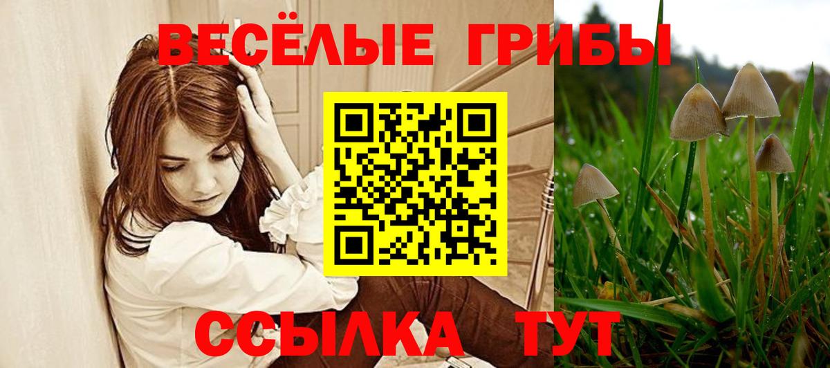 Саяногорск  Псилоцибиновые грибы Psilocybe  Вход с VPN 
